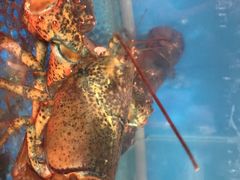 -宾朋海鲜特色美食餐厅·纯手工鲅鱼水饺(兴海路店)