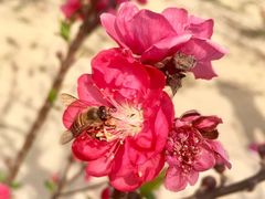 -南国桃园旅游度假区