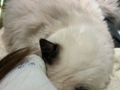 -喵喵咪呀布偶猫咖(春熙路店)