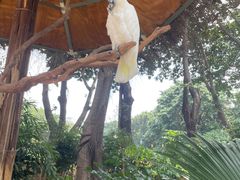-广州长隆飞鸟乐园