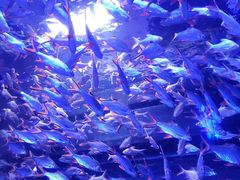 -成都浩海立方海洋公园