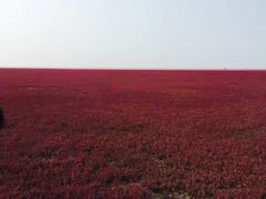 -红海滩国家风景廊道