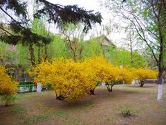 -辽宁大学(崇山校区)