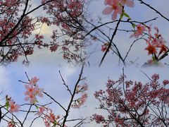 -天适樱花悠乐园