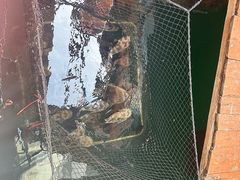 -蓝湾碧波·老字号·疍家非遗海上餐厅