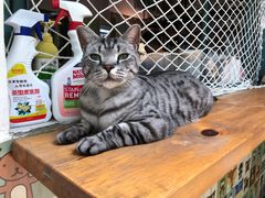 -喵屿·大理花园猫咖