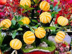 -溪岸路花鸟市场