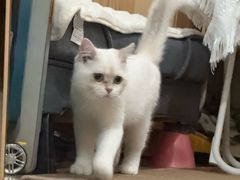 -小猫来了·猫舍(红山六九七九店)