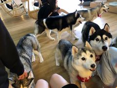 -Husky Go! 哈士奇体验馆·宠物咖啡厅狗咖