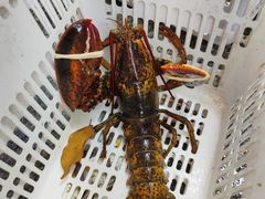 -范饭椰林川湘味海鲜·椰子鸡(三亚湾椰梦长廊店)
