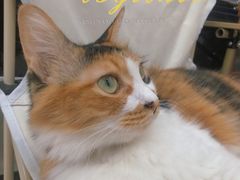 -玫瑰咖啡(中山六路店)