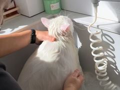 -老吴的猫·猫舍(新区店)