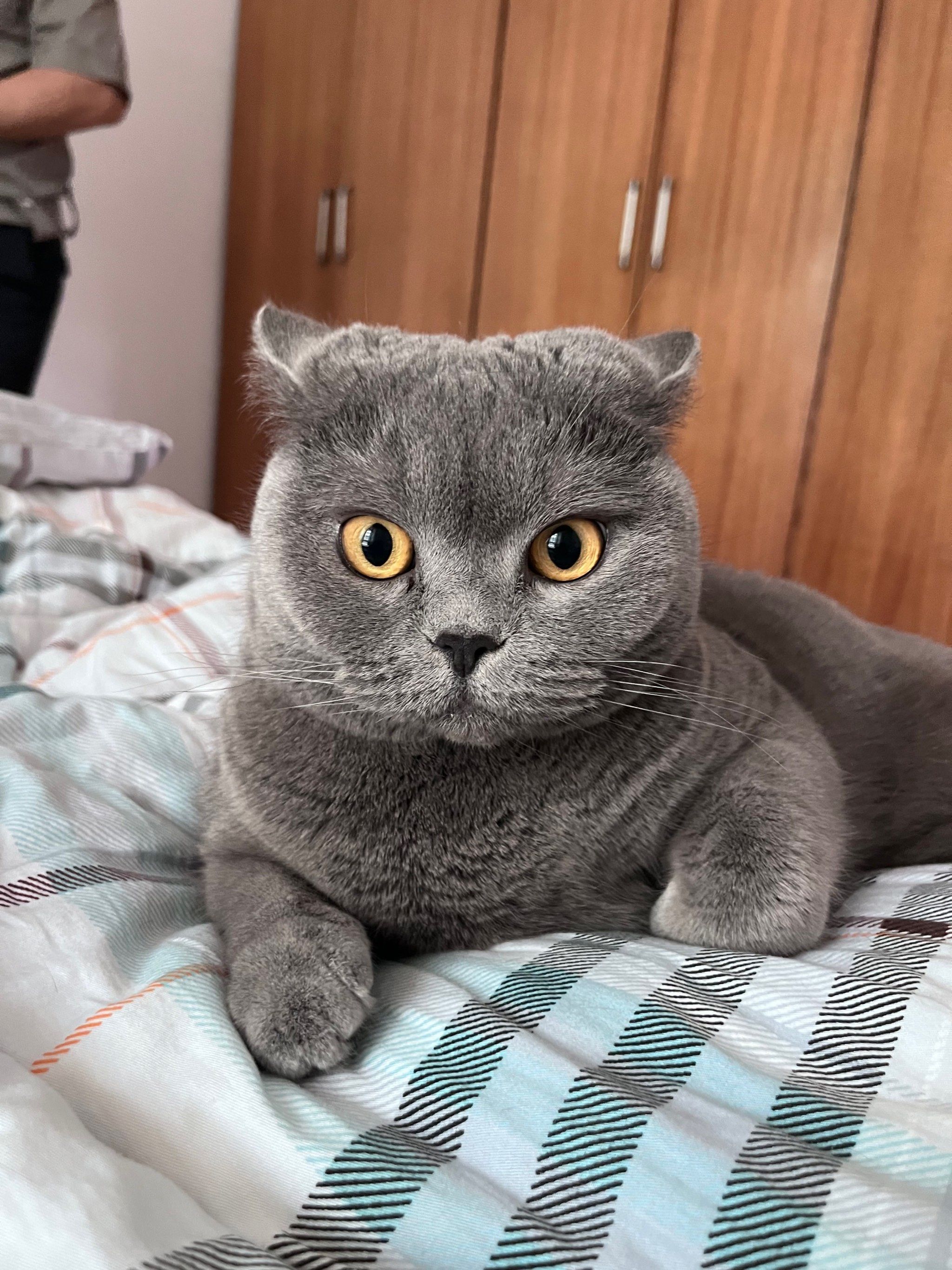 戏精四脚兽#谁能拒绝傻憨憨的小猫咪 #萌宠每日一晒 #家有萌宠 
晒