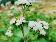 -南国桃园旅游度假区