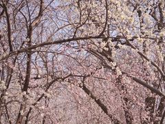 -桃花堤公园