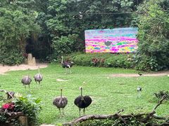 -广州长隆飞鸟乐园