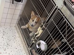 -瑞派康怡24h宠物医院·犬猫医疗中心·微创绝育(瑞景分院)