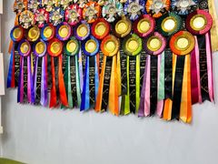 -青奢宠物·青奢猫舍