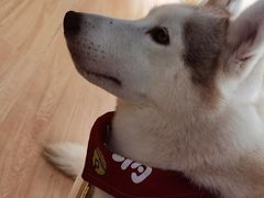 -Husky Go! 哈士奇体验馆·宠物咖啡厅狗咖