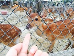 -鹿境梅花鹿生态园区