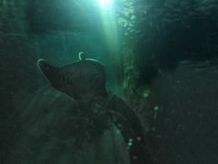 -苏州海洋馆