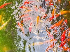 -成都动物园