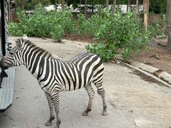 -清迈夜间动物园