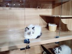 -喵百万·布偶·蓝金金渐层英短·猫舍(百子湾店)