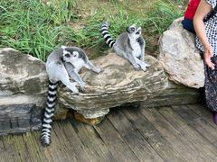 -北京野生动物园