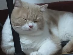 -伟伟宠物医院·瑞派猫友好医院·猫科(光谷店)