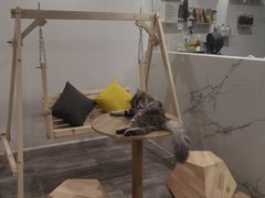 -楼上猫咖(罗湖店)