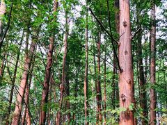 -桤木河湿地公园