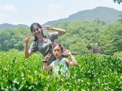 -中国茶叶博物馆(双峰馆区)