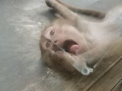 -西安秦岭野生动物园