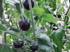 -杨柳青园艺科技博览园