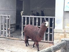 -昆明动物园