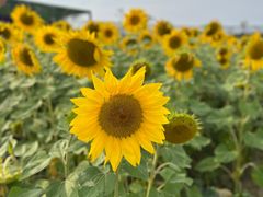 -苏州太湖西山岛开心农场