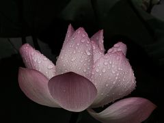 -荔湾湖公园