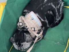 -中农国际动物医院24小时·猫科·骨科·急重症中心