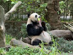-都江堰中华大熊猫苑