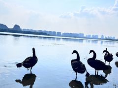 -西山漾湿地公园