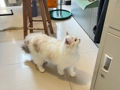 -平行世界·猫咖(首经贸店)