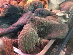 -洪记白水羊头(天坛店)