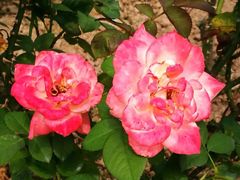 -人民公园(罗湖区)