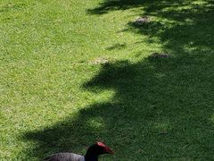 -墨尔本皇家植物园