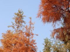 -贡湖湾湿地公园