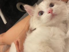 -猫大福·Fortune Cat猫舍(百子湾店)