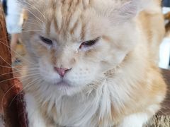 -more than meow吴止猫主题餐厅(承德 中船汇店)