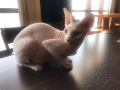 -蓝鲸·缅因猫舍
