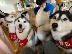 -Husky Go! 哈士奇体验馆·宠物咖啡厅狗咖